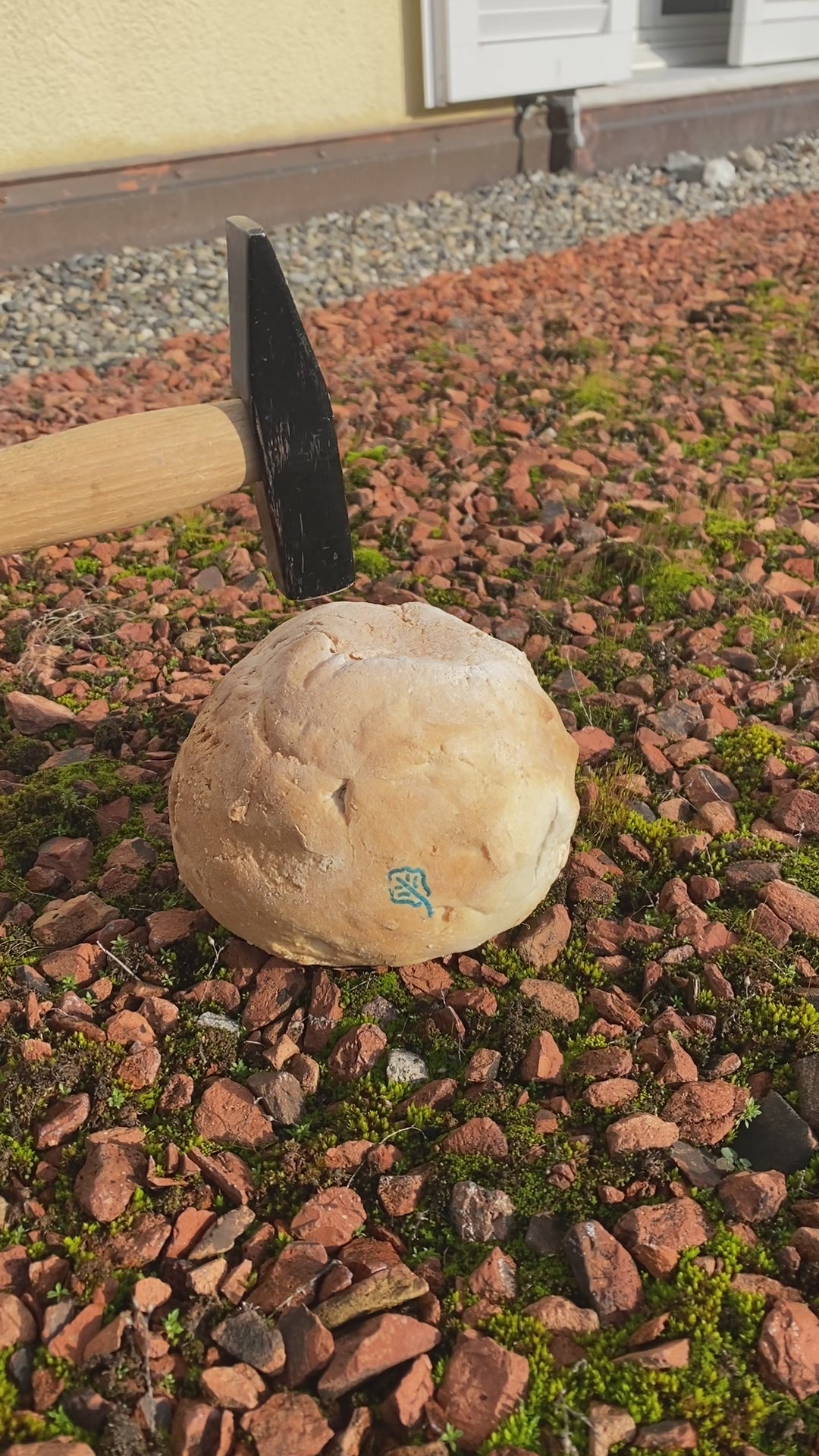 PREORDER Sellerie im Salzteig